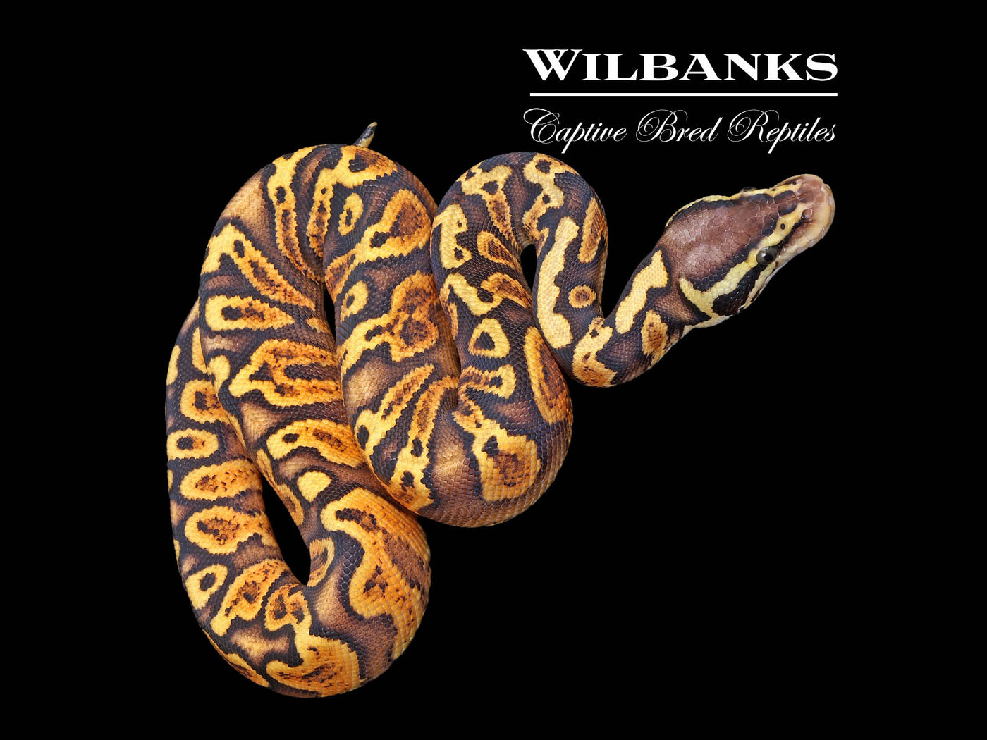 GHI Pastel Yellow Belly or Asphalt Ball Python ♂ '25