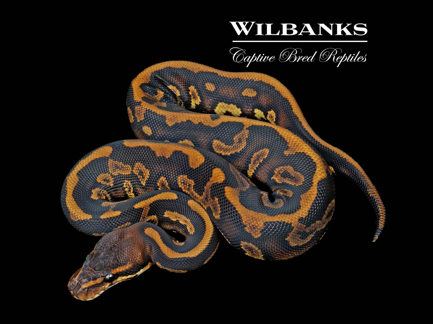 Stranger Leopard Ball Python ♂ '25