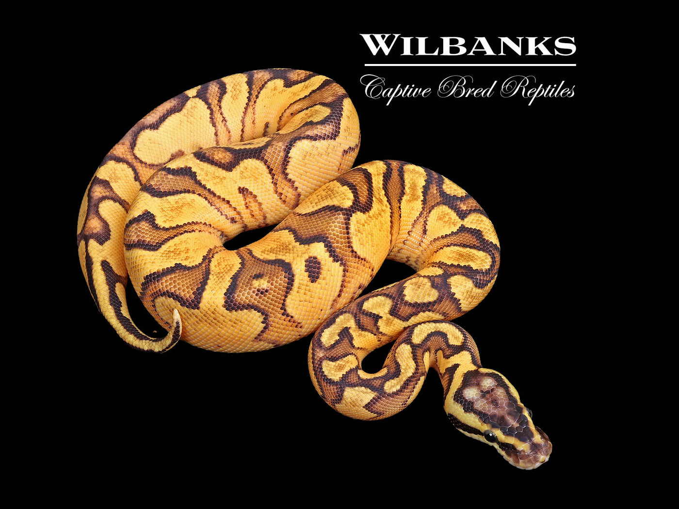 Enchi Pastel Red Stripe Yellow Belly Ball Python ♂ '25