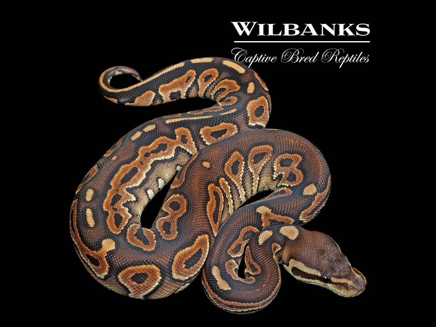 Cinnamon Special Ball Python ♀ '25