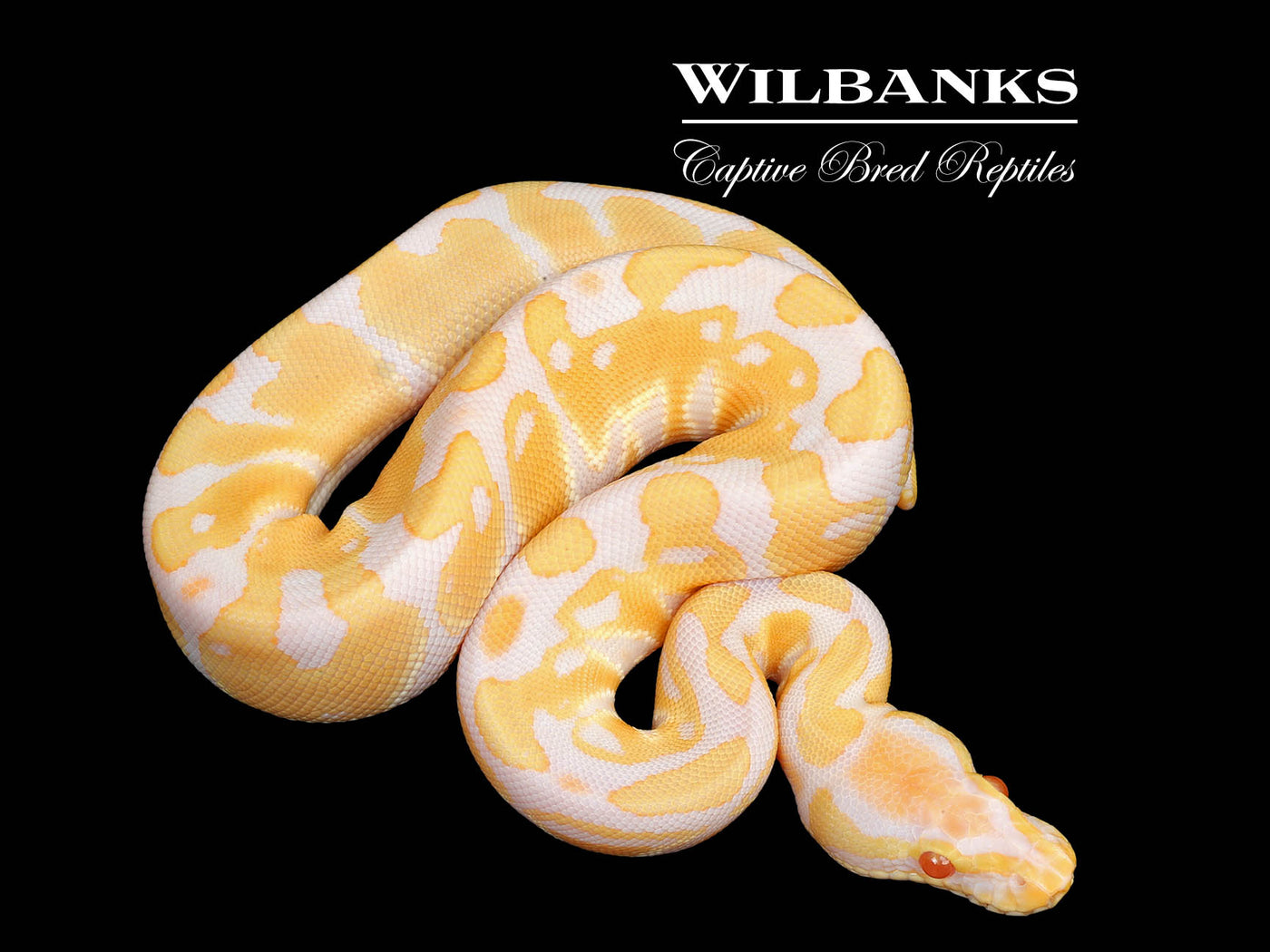 Albino Ball Python ♂ '25