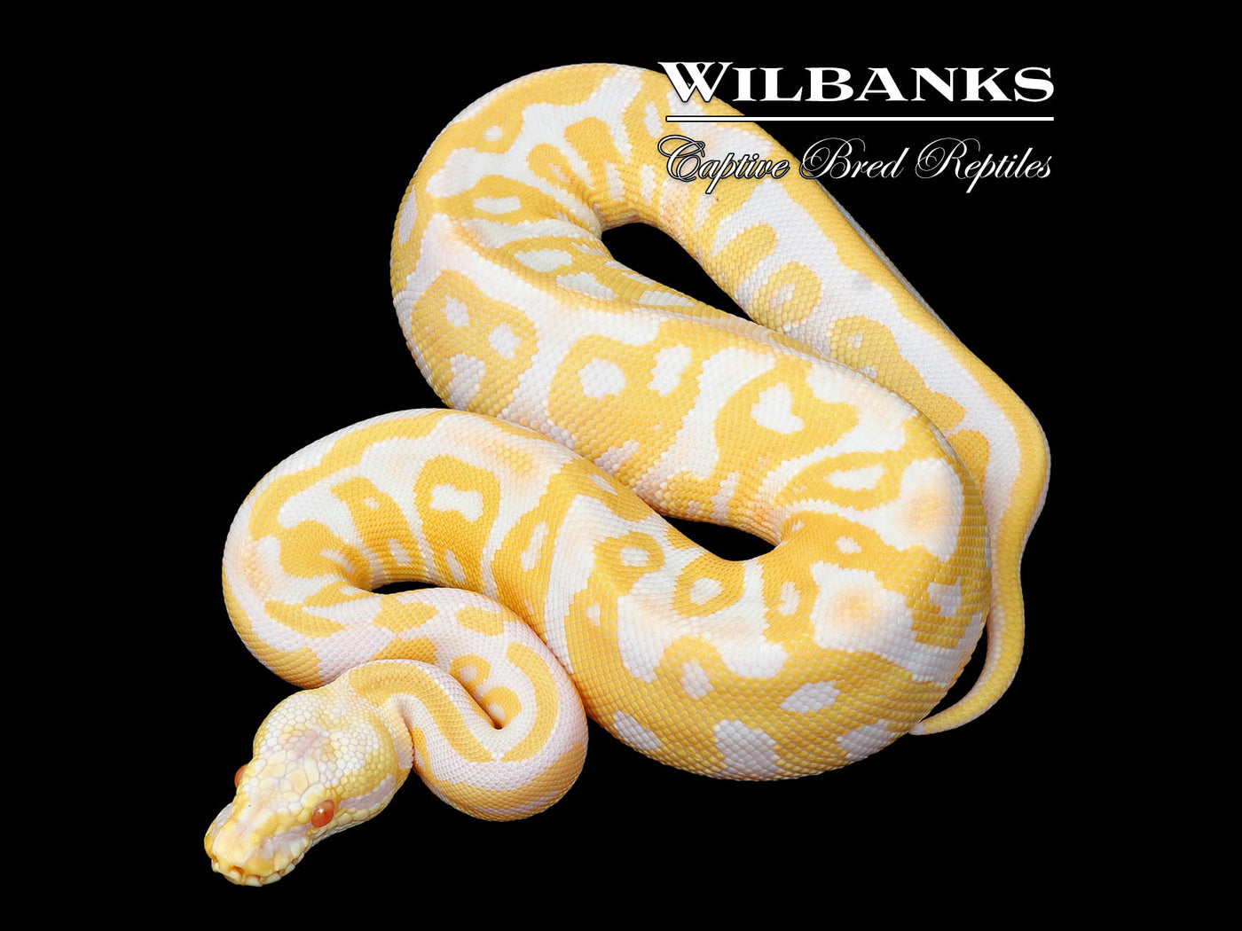 Albino Pastel Leopard Ball Python ♀ '25