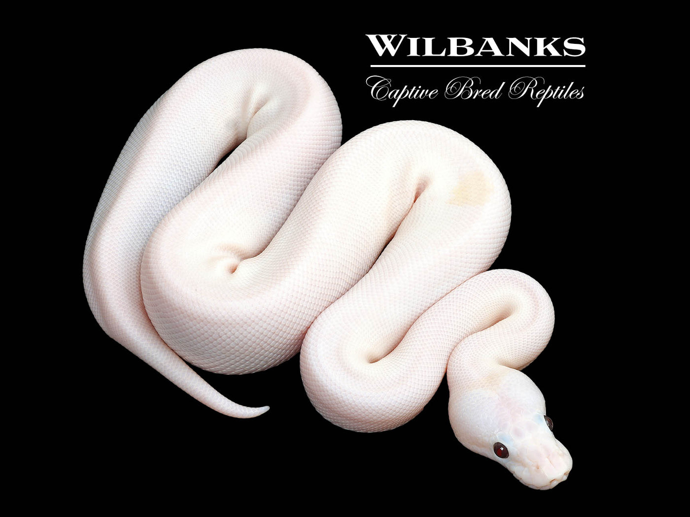 Banana Super Fire Ball Python ♂ '25