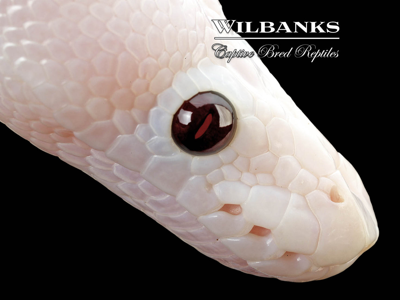 Banana Super Fire Ball Python ♂ '25