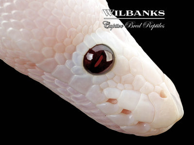 Banana Super Fire Ball Python ♂ '25