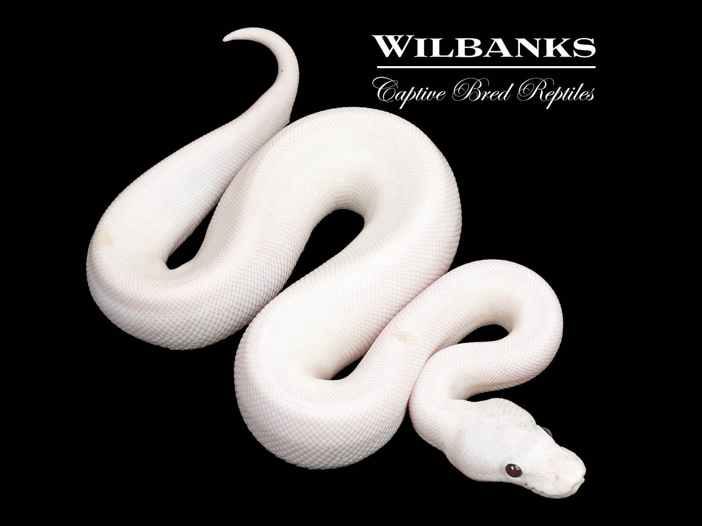 Banana Super Fire Ball Python ♂ '25