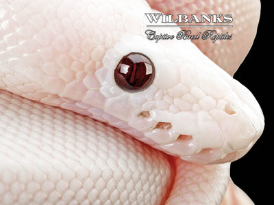 Banana Super Fire Ball Python ♂ '25