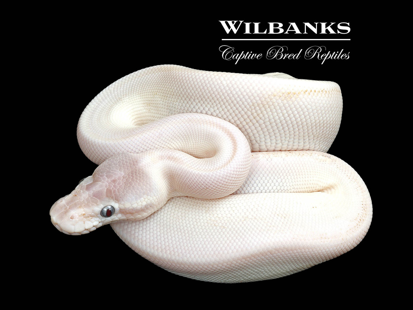 Blue Eyed Leucistic (Super Mojave) Ball Python ♂ '25
