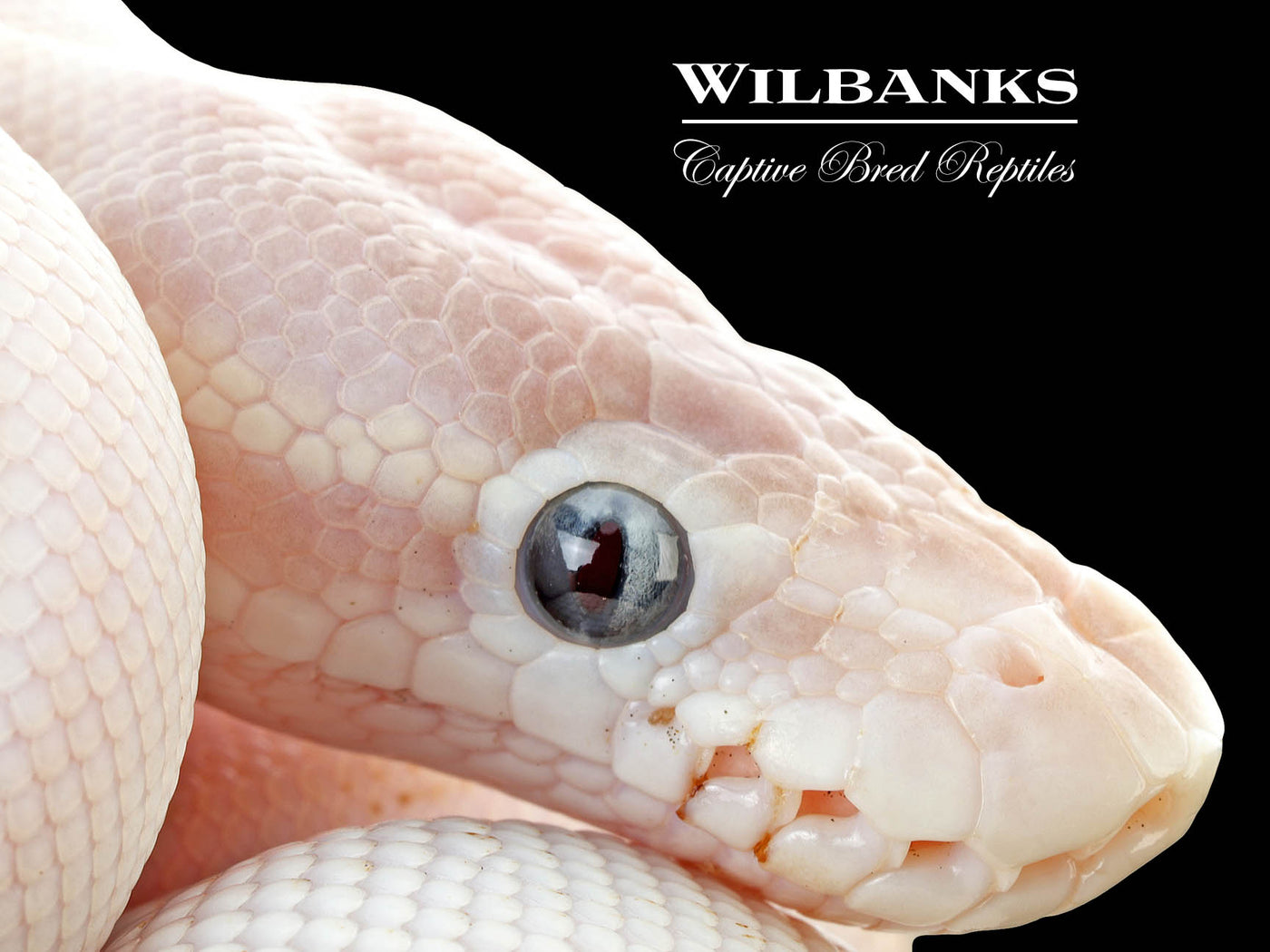 Blue Eyed Leucistic (Super Mojave) Ball Python ♂ '25