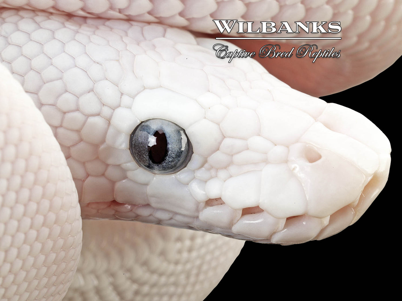 Blue Eyed Leucistic (Mojave Butter) Ball Python ♂ '25