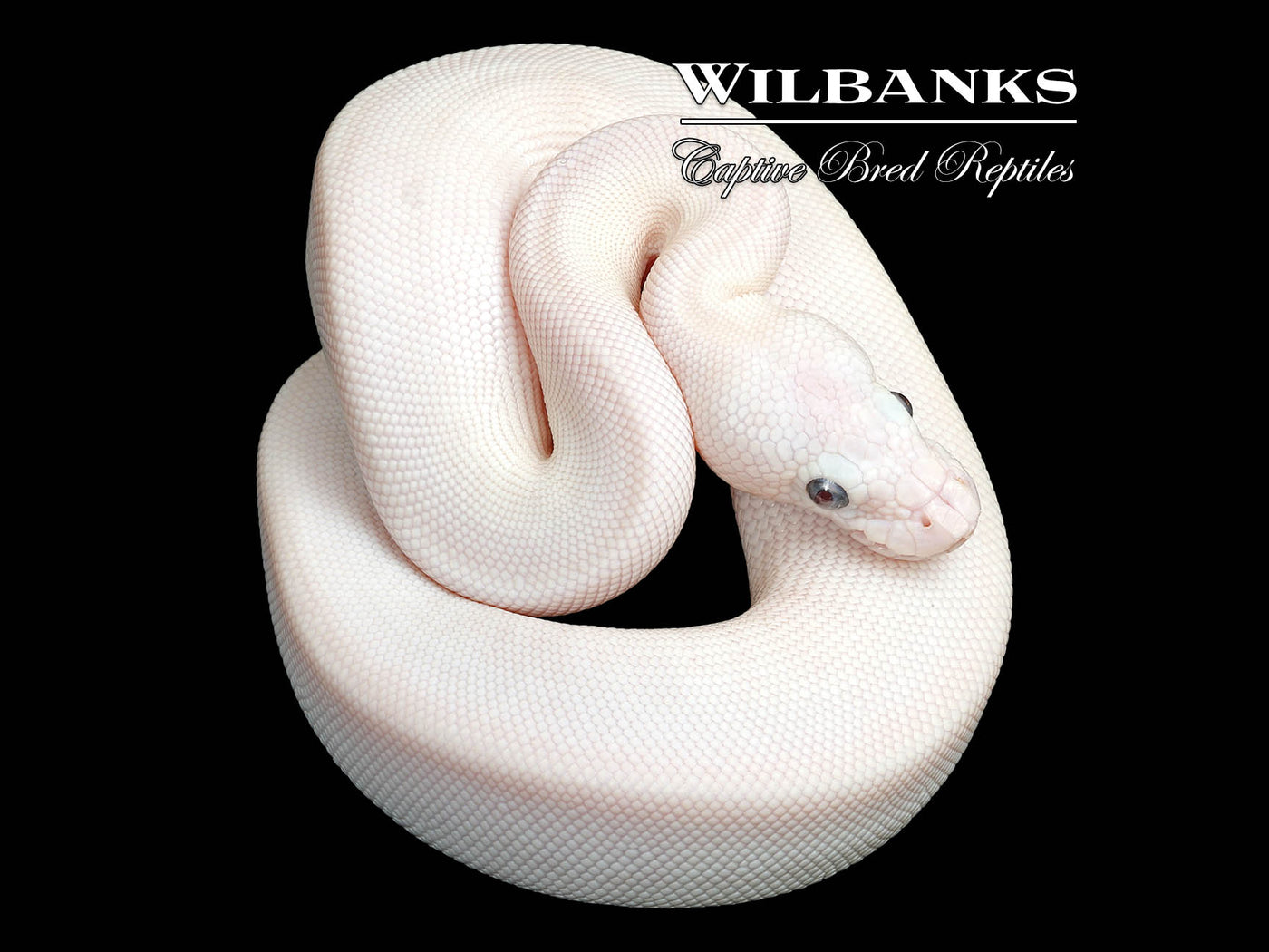 Blue Eyed Leucistic (Mojave Butter) Ball Python ♂ '25