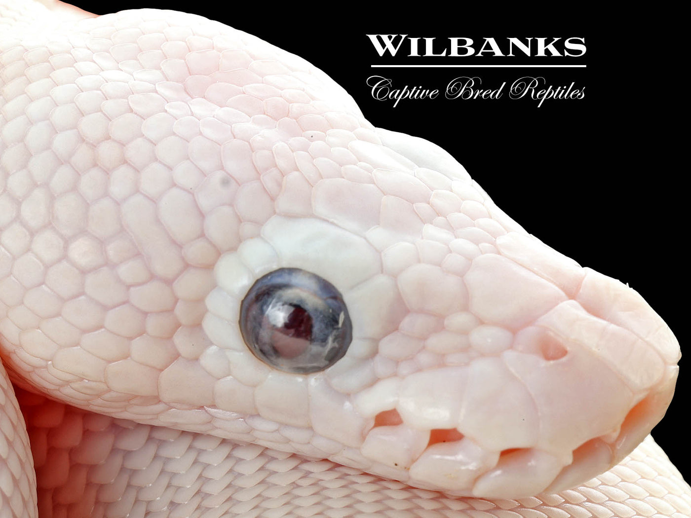 Blue Eyed Leucistic (Mojave Butter) Ball Python ♂ '25