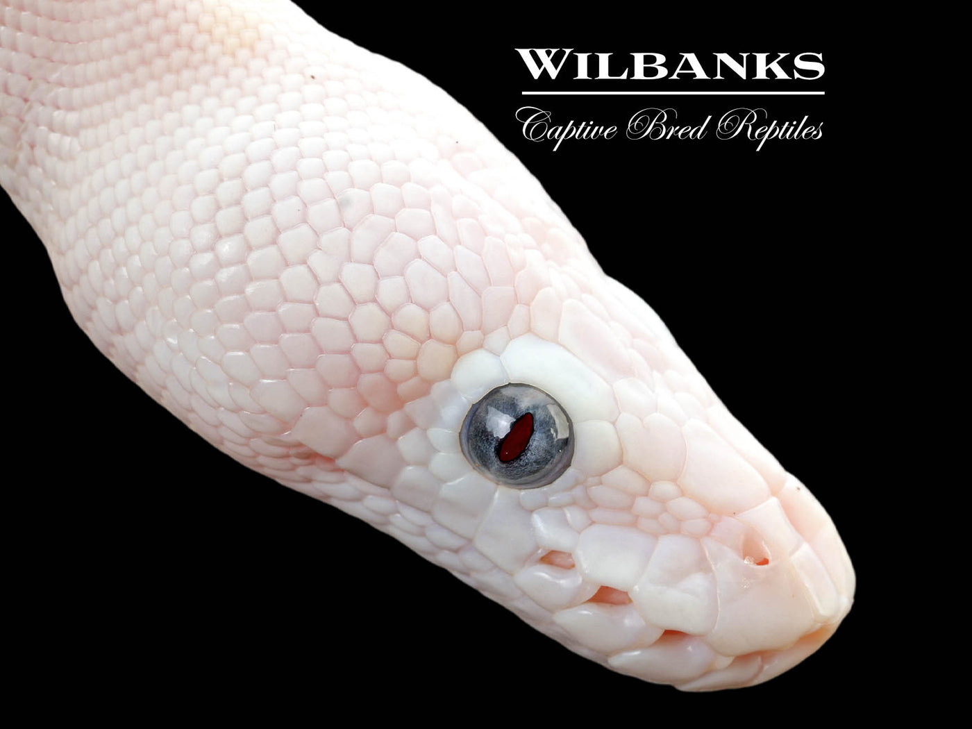 Blue Eyed Leucistic (Mojave Butter) Ball Python ♀ '25