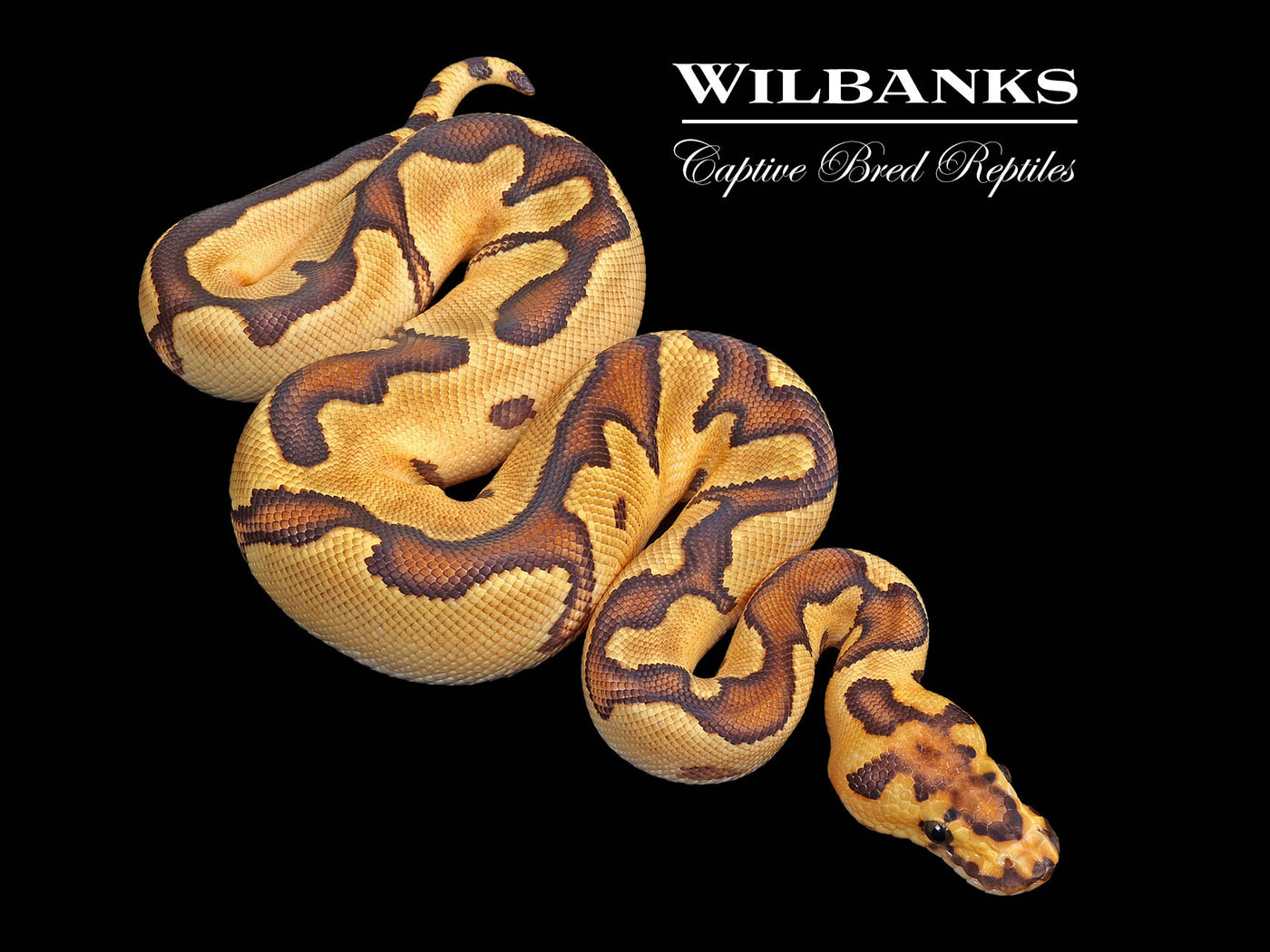Fire Enchi Clown Ball Python ♂ '25