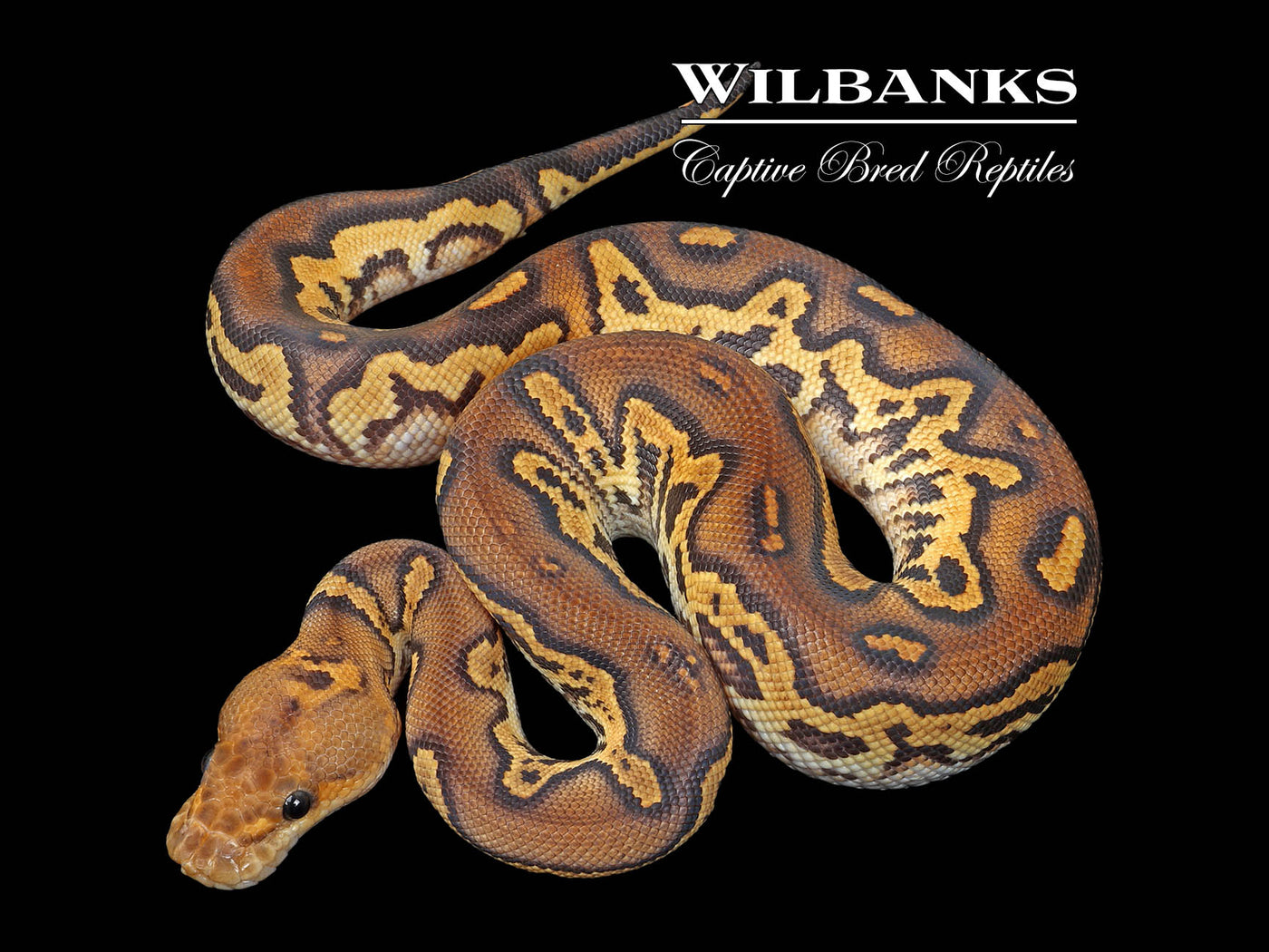 Blackhead Fire Clown Ball Python  ♂ '25