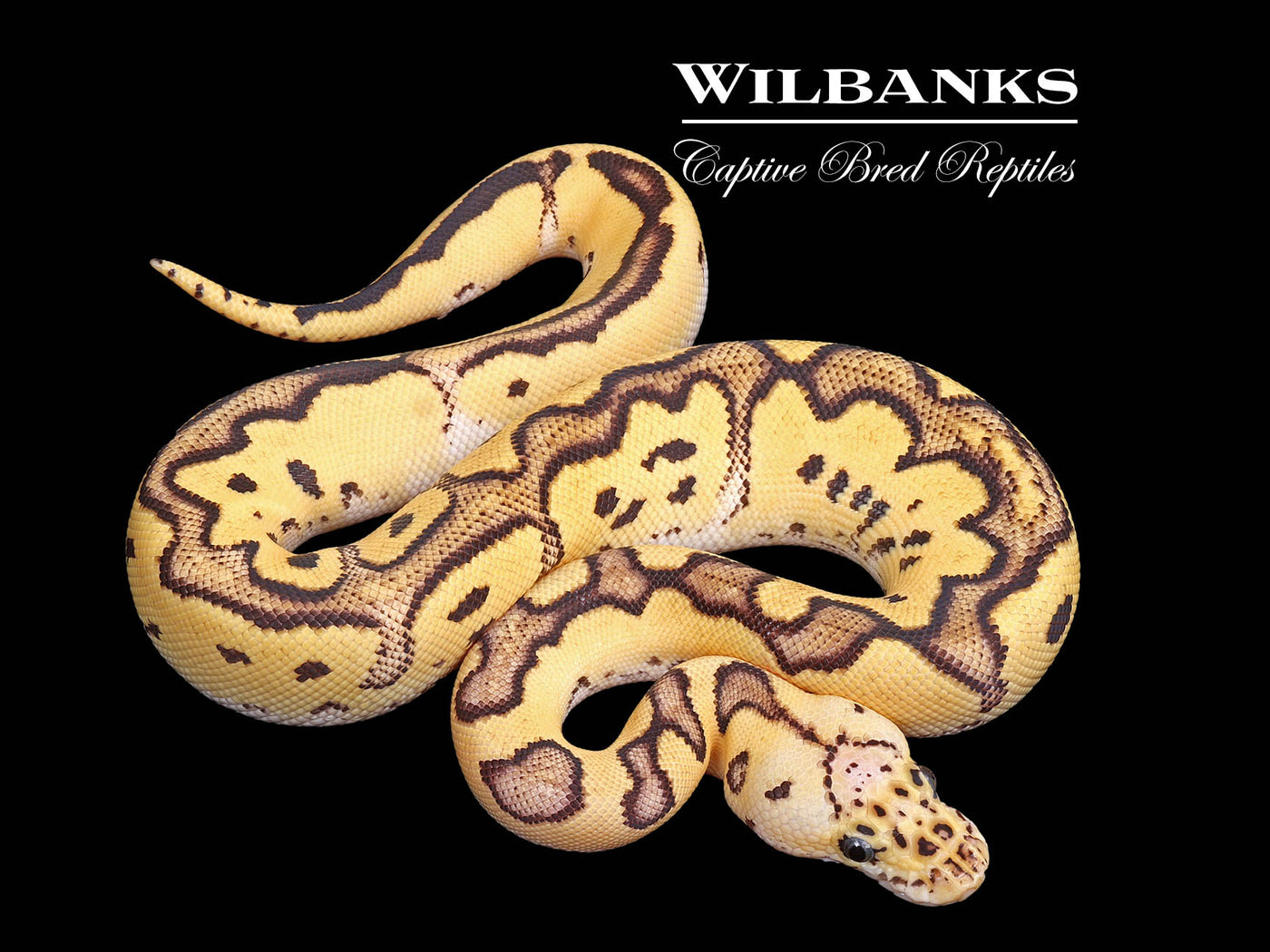 FireFly Clown Ball Python ♀ '25