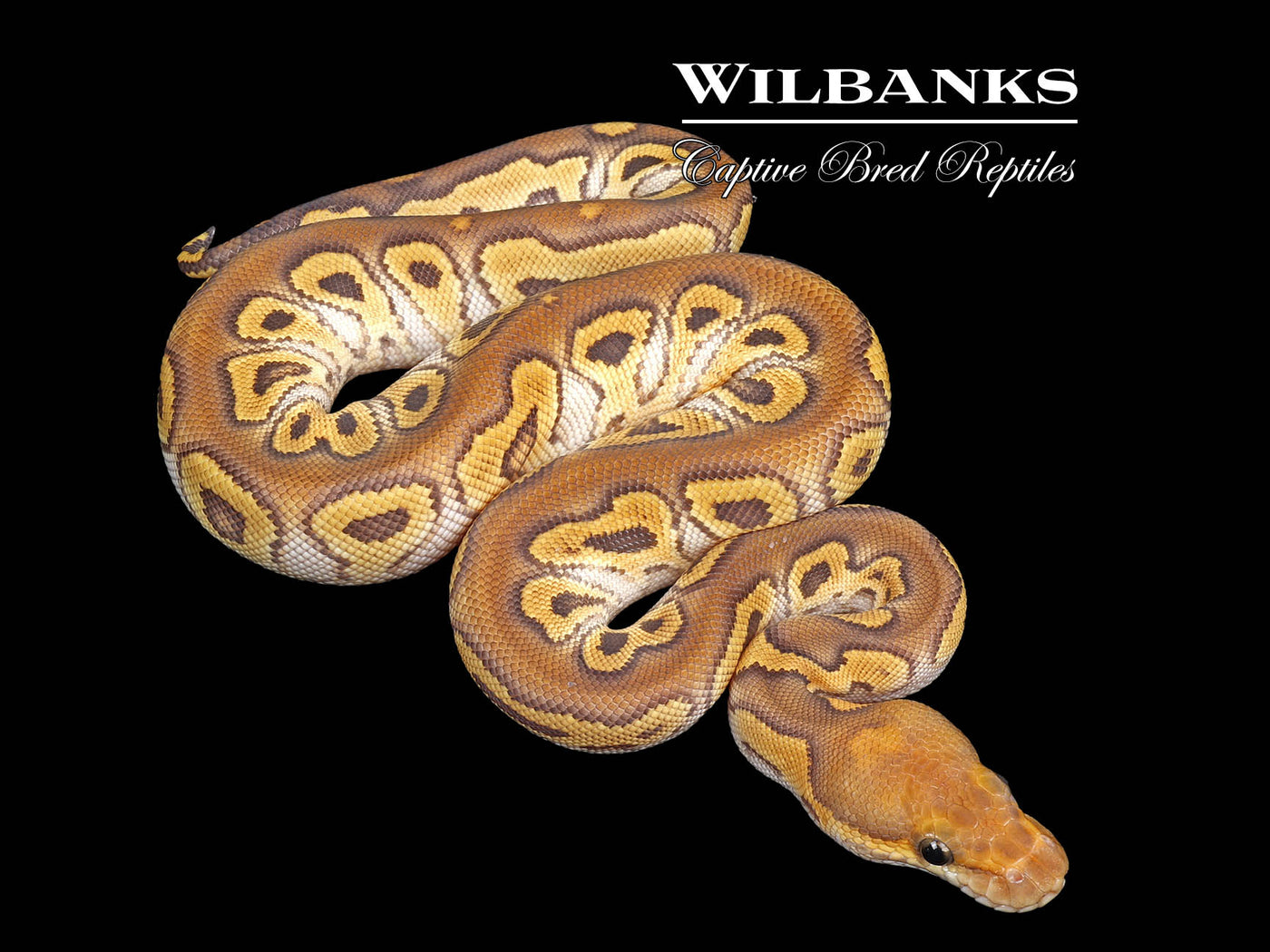 Mojave Clown Ball Python ♀ '25