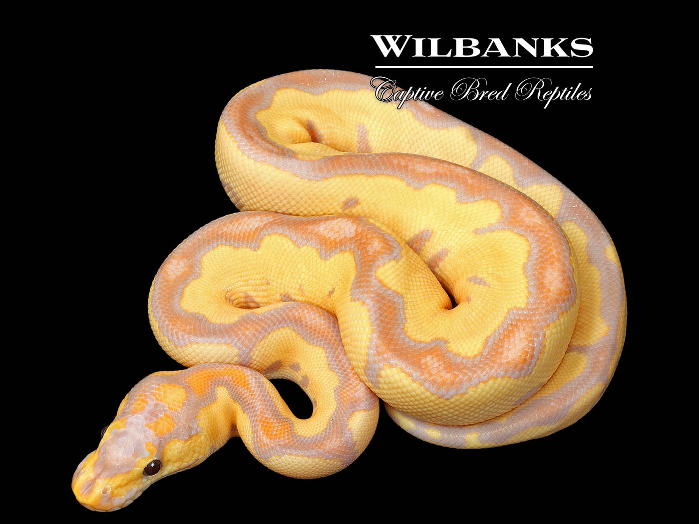Banana Clown Ball Python ♂ '25