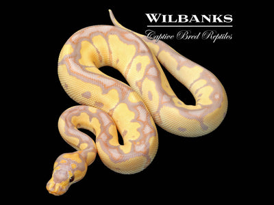 Banana Clown Ball Python ♂ '25