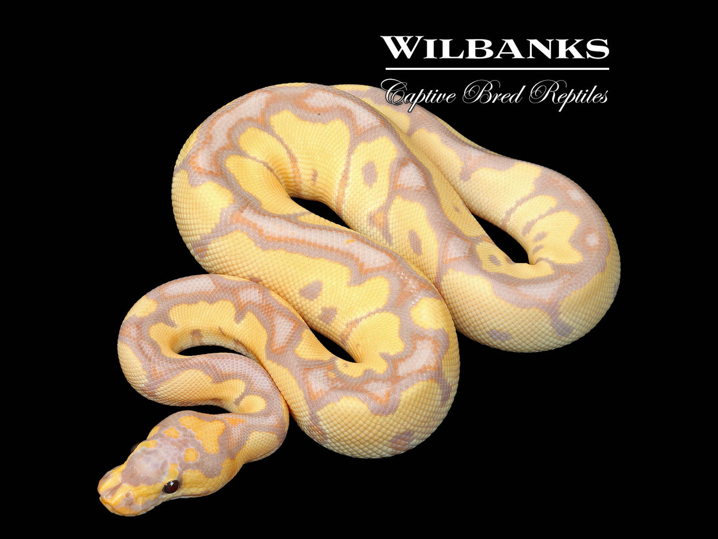 Banana Clown Ball Python ♂ '25