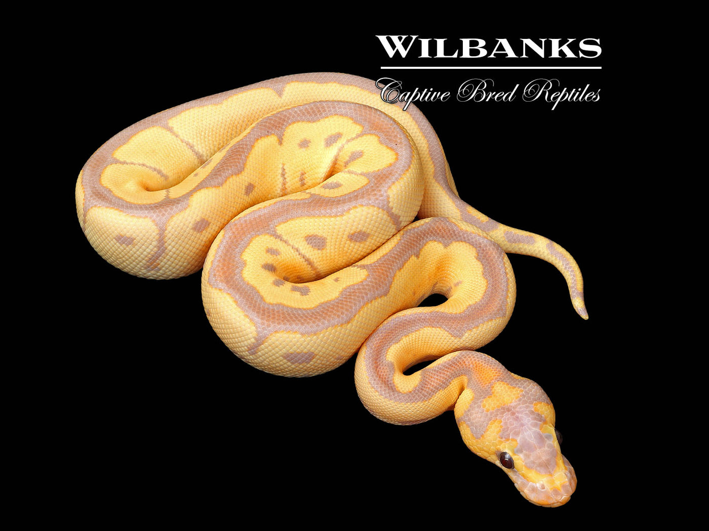 Banana Clown (Female Maker) Ball Python ♂ '25