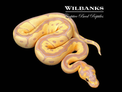 Banana Clown (Female Maker) Ball Python ♂ '25