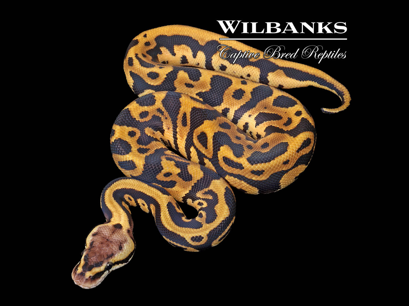 Pastel Orange Dream Leopard 100% Het. Clown Ball Python ♂ '25