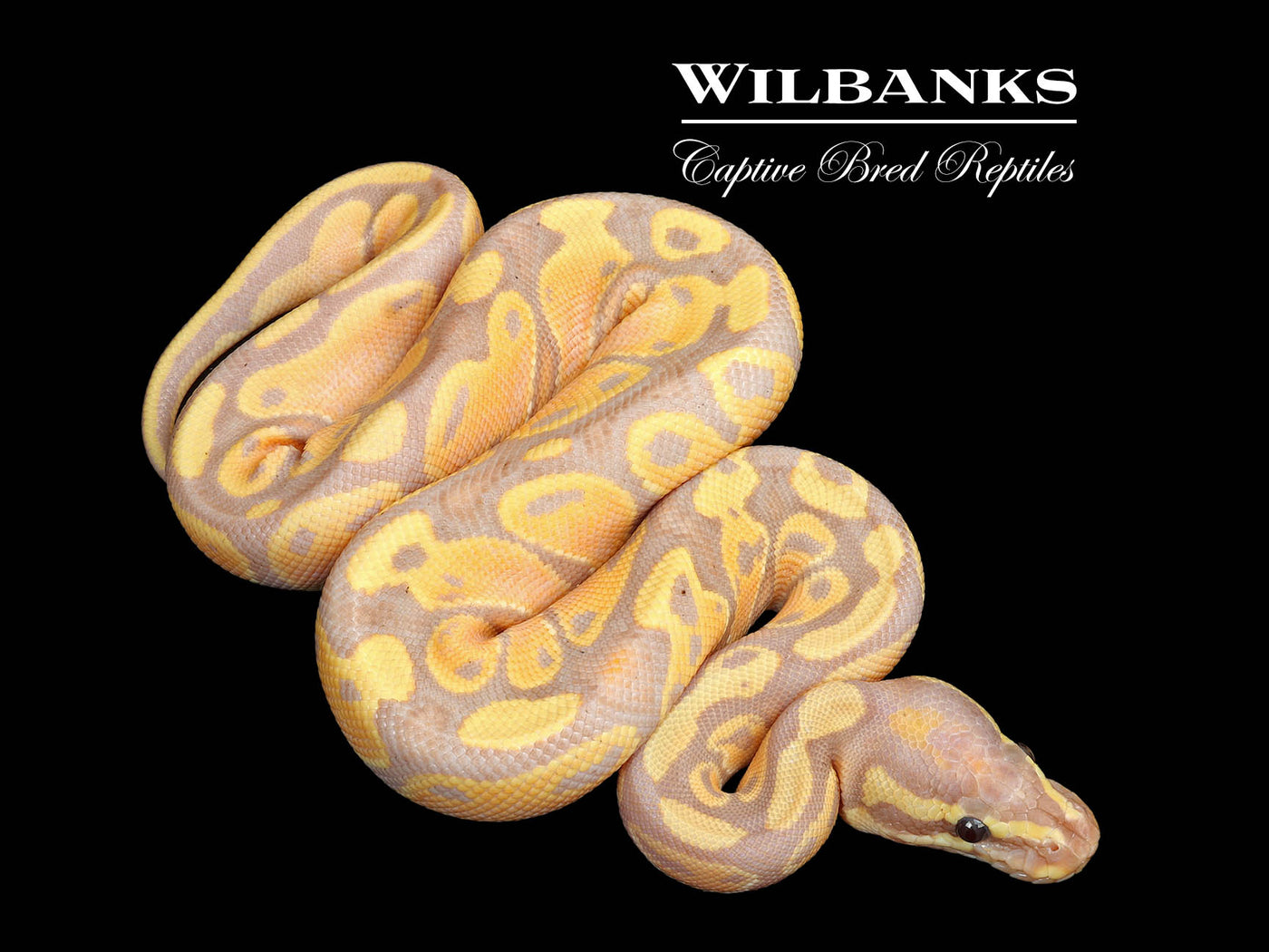 Banana Ball Python ♂ '25