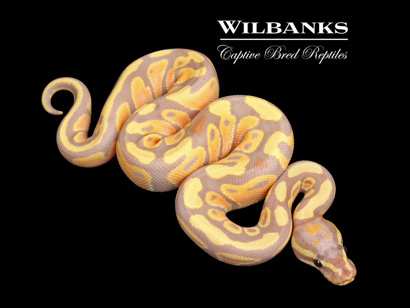 Banana Ball Python ♂ '25