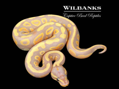 Banana Mahogany 100% Het. Pied Ball Python ♀ '25