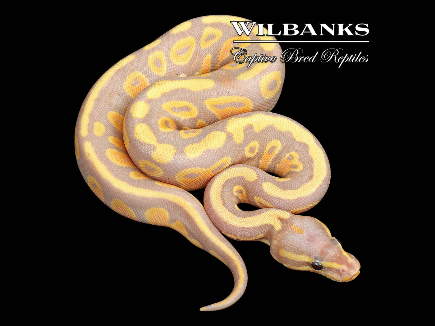 Banana Mahogany 100% Het. Pied Ball Python ♀ '25
