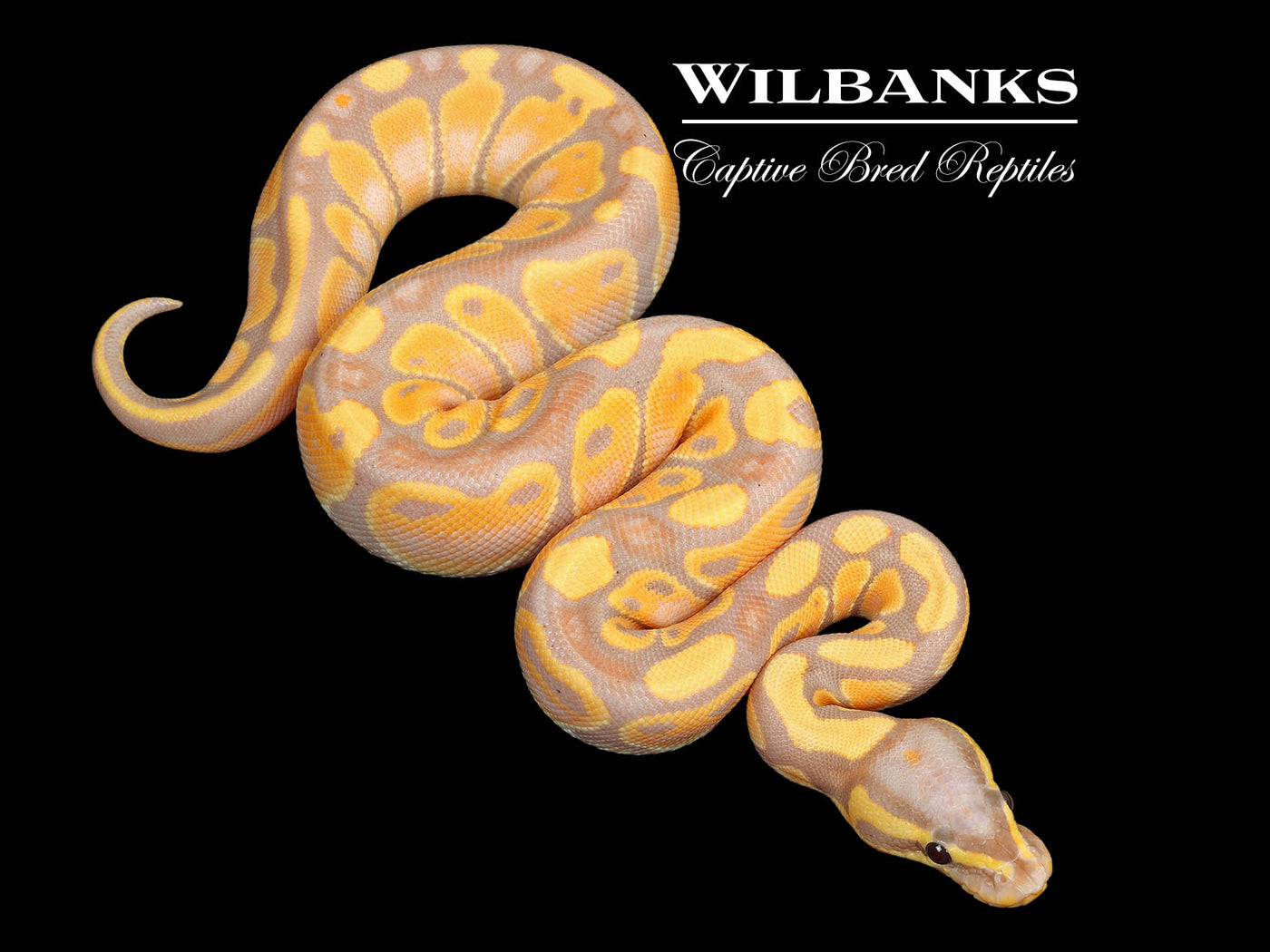 Banana 100% Het. Sunset Ball Python ♀ '25