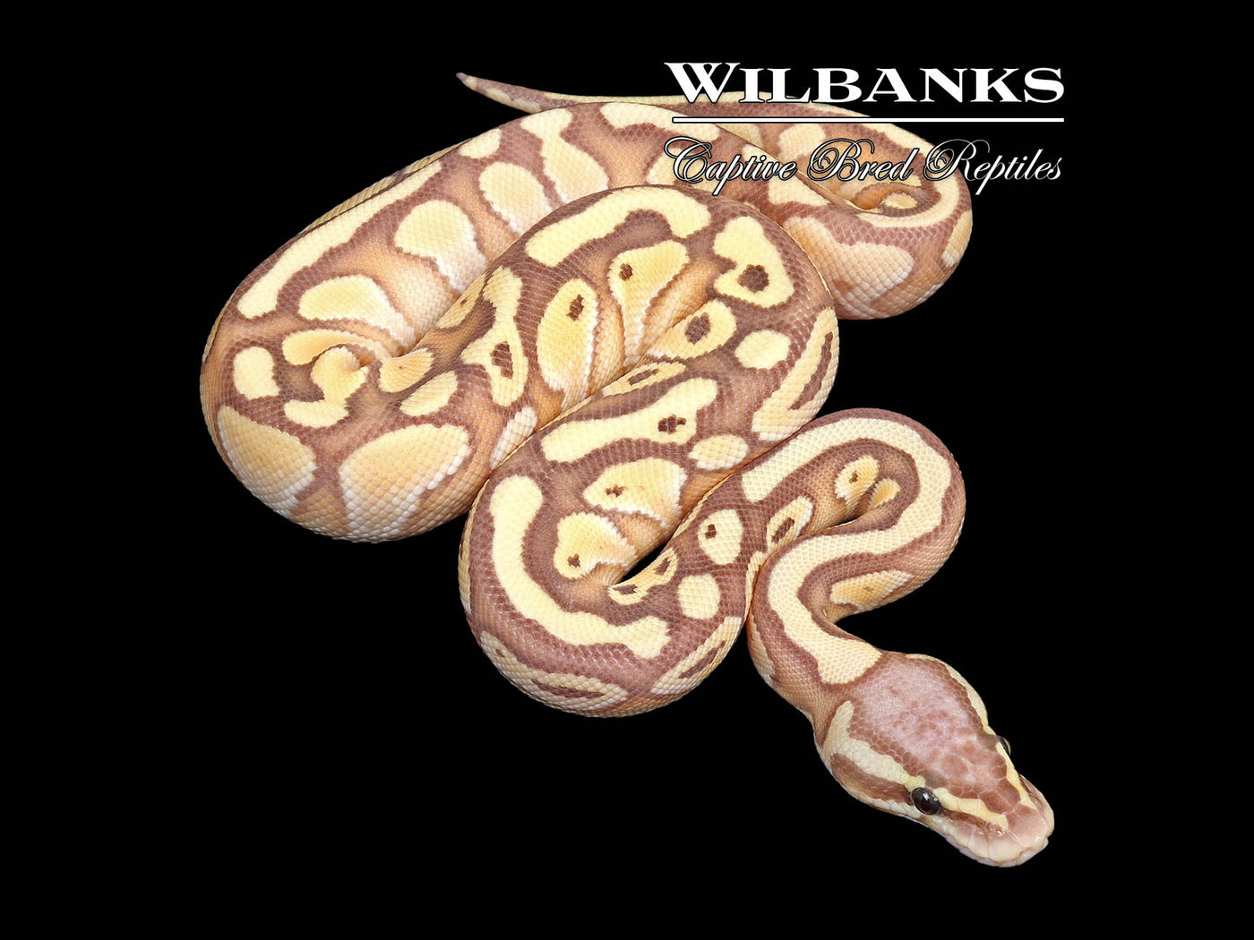 Banana Pastel Butter Ball Python ♂ '25