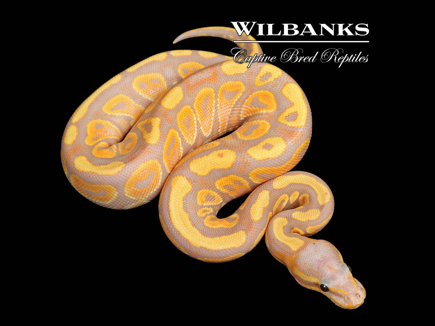 Banana Mahogany 100% Het. Candy Ball Python ♀ '25