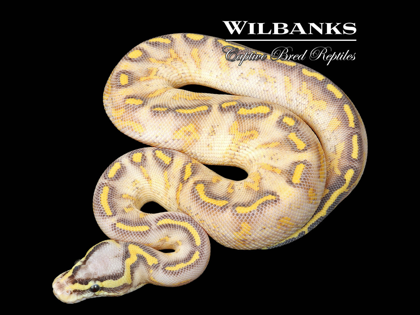 Pastel Highway Ball Python ♂ '25