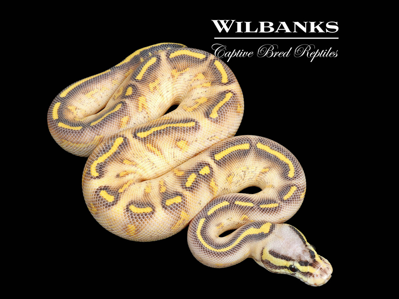 Pastel Highway Ball Python ♀ '25