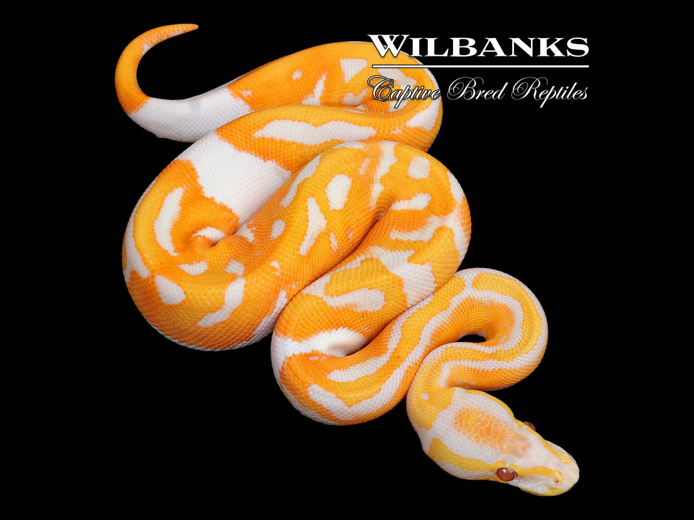 Dreamsicle Lavender Pied Ball Python ♂ '25