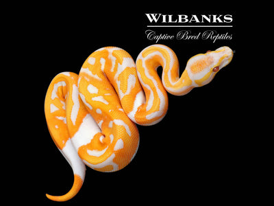 Dreamsicle Lavender Pied Ball Python ♂ '25