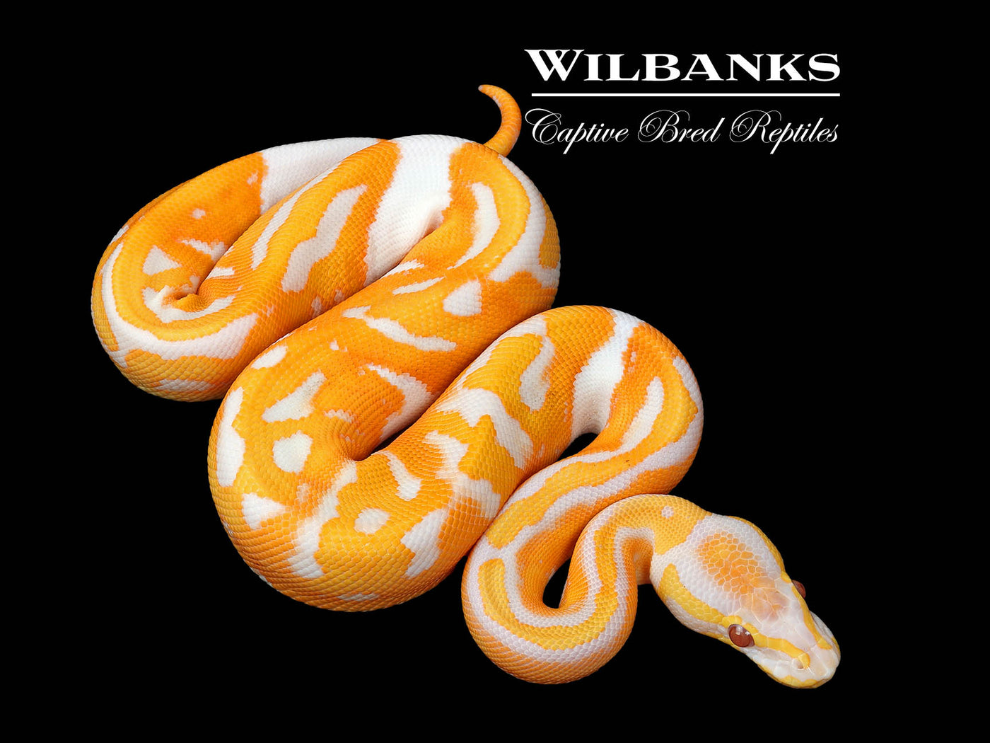 Dreamsicle Lavender Pied Ball Python ♂ '25