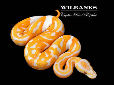 Dreamsicle Lavender Pied Ball Python ♂ '25