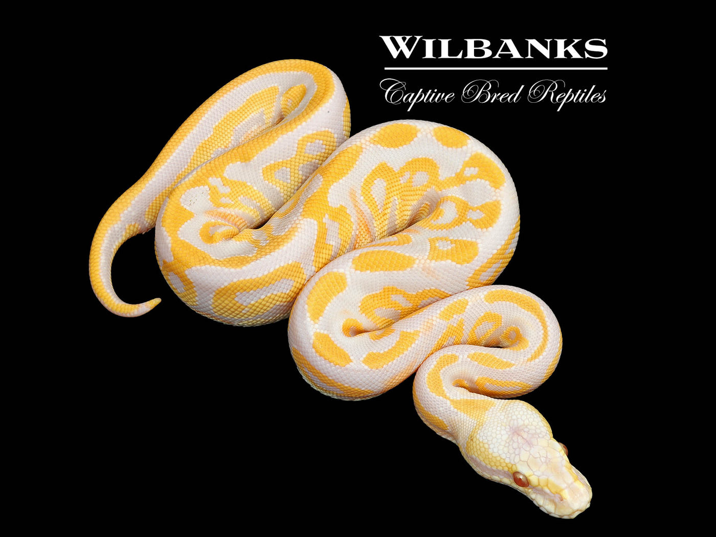 Lavender Leopard Pastel Ball Python ♀ '25