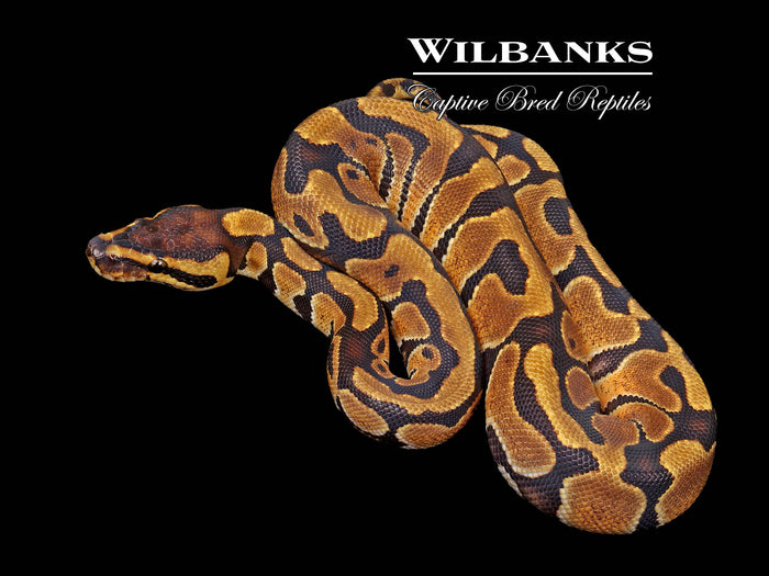 Enchi Ball Python ♂ '26