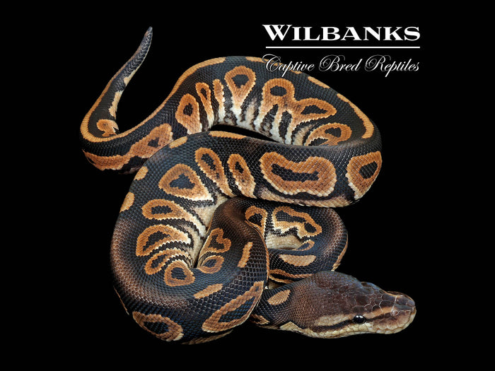 Cinnamon Ball Python ♂ '26
