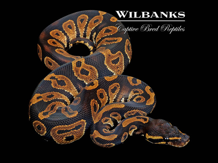 Blackhead 100% Het. Lavender Albino Ball Python ♂ '26