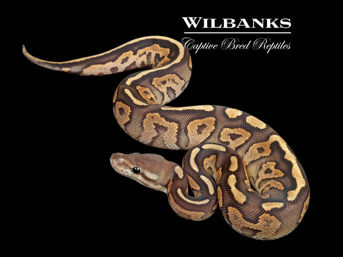 Cinnamon Fire 100% Het. Hypo Ball Python ♀ '26