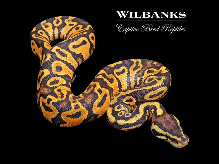 Pastel Yellow Belly Ball Python ♂ '26
