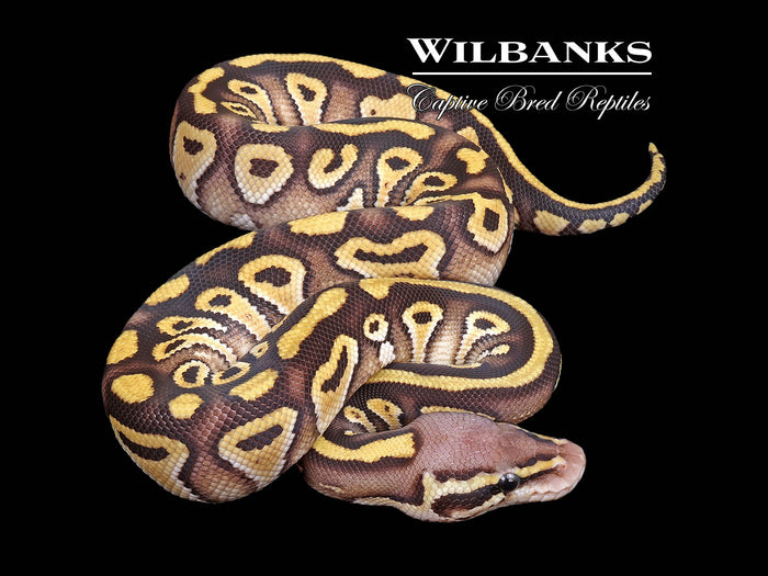 Pastel Mojave 100% Het. Clown Ball Python ♂ '26