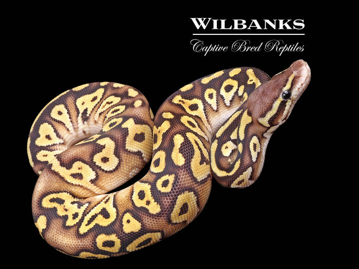 Pastel Mojave 100% Het. Candy Ball Python ♀ '26