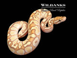 Banana Butter Ball Python ♂ '26