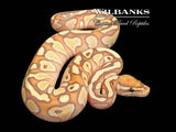 Banana Butter Ball Python ♂ '26
